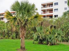 183 D35 PARC OLBIUS RIQUIER A HYERES_000015